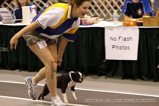 Dawg Derby Flyball Tournement<br />July 11, 2009<br />Classic Center<br />Athens, Ga