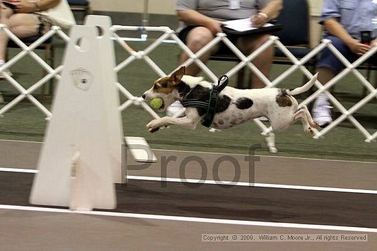 Dawg Derby Flyball Tournement<br />July 11, 2009<br />Classic Center<br />Athens, Ga