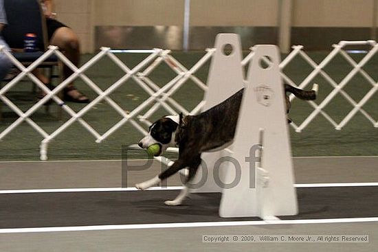 Dawg Derby Flyball Tournement<br />July 11, 2009<br />Classic Center<br />Athens, Ga