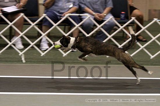 Dawg Derby Flyball Tournement<br />July 11, 2009<br />Classic Center<br />Athens, Ga