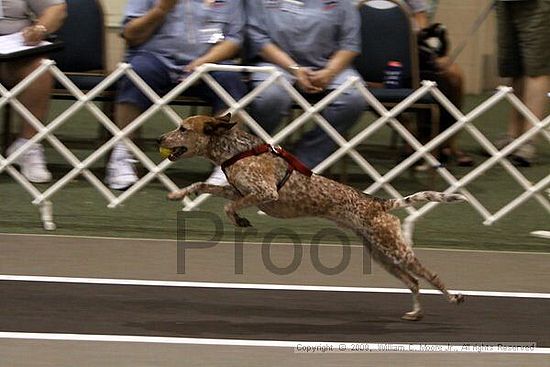 Dawg Derby Flyball Tournement<br />July 11, 2009<br />Classic Center<br />Athens, Ga