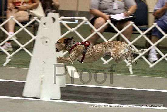 Dawg Derby Flyball Tournement<br />July 11, 2009<br />Classic Center<br />Athens, Ga