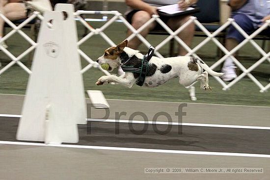 Dawg Derby Flyball Tournement<br />July 11, 2009<br />Classic Center<br />Athens, Ga