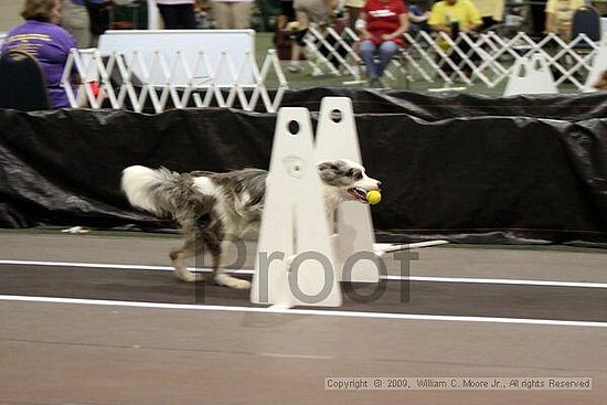 Dawg Derby Flyball Tournement<br />July 11, 2009<br />Classic Center<br />Athens, Ga