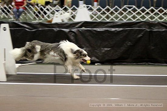 Dawg Derby Flyball Tournement<br />July 11, 2009<br />Classic Center<br />Athens, Ga