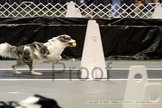 Dawg Derby Flyball Tournement<br />July 11, 2009<br />Classic Center<br />Athens, Ga