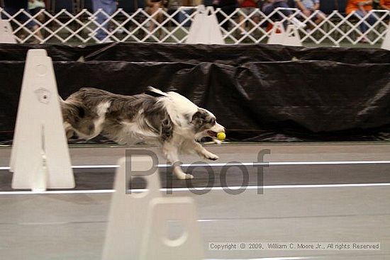 Dawg Derby Flyball Tournement<br />July 11, 2009<br />Classic Center<br />Athens, Ga