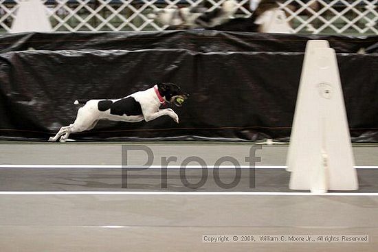 Dawg Derby Flyball Tournement<br />July 11, 2009<br />Classic Center<br />Athens, Ga