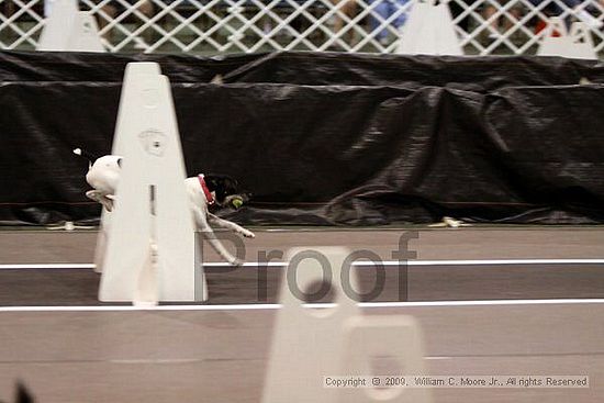 Dawg Derby Flyball Tournement<br />July 11, 2009<br />Classic Center<br />Athens, Ga