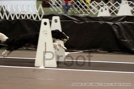 Dawg Derby Flyball Tournement<br />July 11, 2009<br />Classic Center<br />Athens, Ga