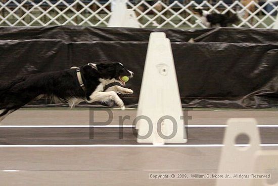 Dawg Derby Flyball Tournement<br />July 11, 2009<br />Classic Center<br />Athens, Ga