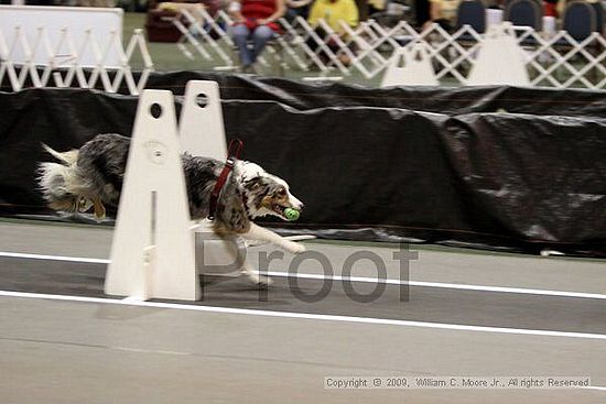 Dawg Derby Flyball Tournement<br />July 11, 2009<br />Classic Center<br />Athens, Ga