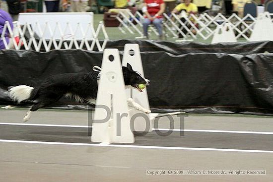 Dawg Derby Flyball Tournement<br />July 11, 2009<br />Classic Center<br />Athens, Ga