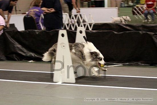 Dawg Derby Flyball Tournement<br />July 11, 2009<br />Classic Center<br />Athens, Ga