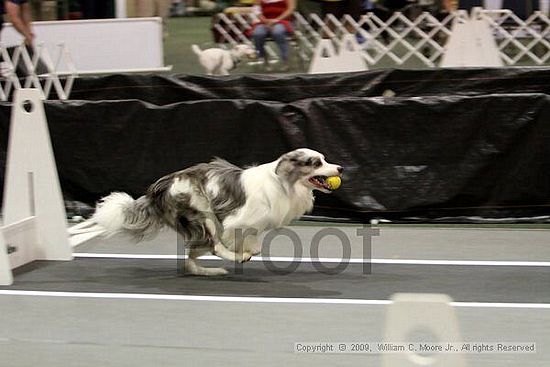 Dawg Derby Flyball Tournement<br />July 11, 2009<br />Classic Center<br />Athens, Ga