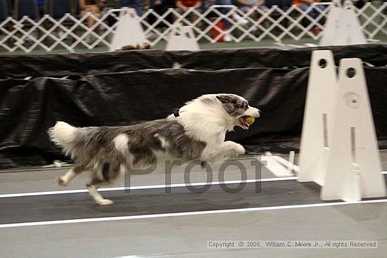 Dawg Derby Flyball Tournement<br />July 11, 2009<br />Classic Center<br />Athens, Ga