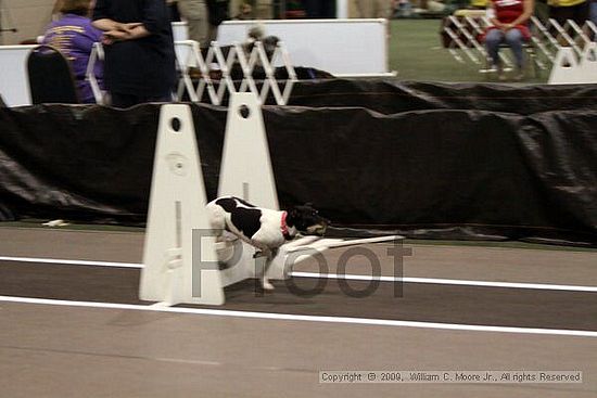 Dawg Derby Flyball Tournement<br />July 11, 2009<br />Classic Center<br />Athens, Ga