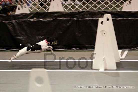 Dawg Derby Flyball Tournement<br />July 11, 2009<br />Classic Center<br />Athens, Ga