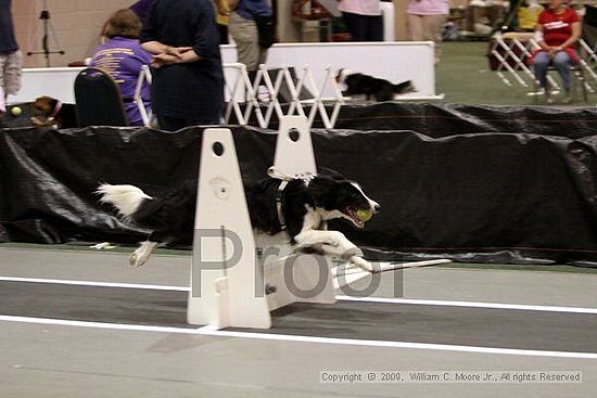 Dawg Derby Flyball Tournement<br />July 11, 2009<br />Classic Center<br />Athens, Ga