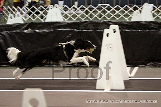 Dawg Derby Flyball Tournement<br />July 11, 2009<br />Classic Center<br />Athens, Ga