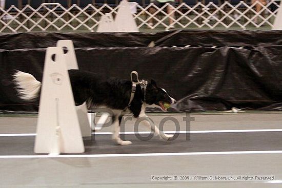 Dawg Derby Flyball Tournement<br />July 11, 2009<br />Classic Center<br />Athens, Ga