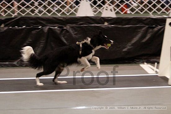 Dawg Derby Flyball Tournement<br />July 11, 2009<br />Classic Center<br />Athens, Ga