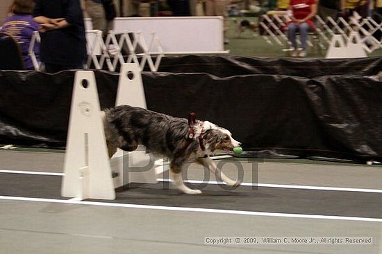 Dawg Derby Flyball Tournement<br />July 11, 2009<br />Classic Center<br />Athens, Ga