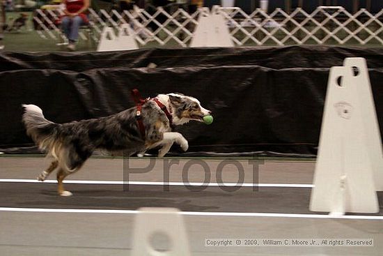 Dawg Derby Flyball Tournement<br />July 11, 2009<br />Classic Center<br />Athens, Ga