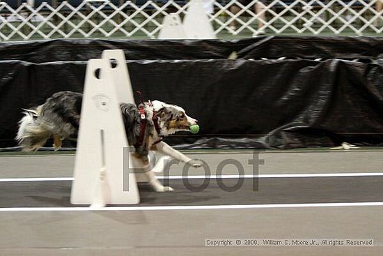 Dawg Derby Flyball Tournement<br />July 11, 2009<br />Classic Center<br />Athens, Ga