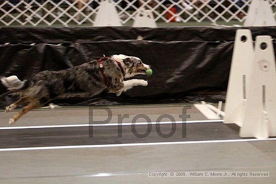 Dawg Derby Flyball Tournement<br />July 11, 2009<br />Classic Center<br />Athens, Ga