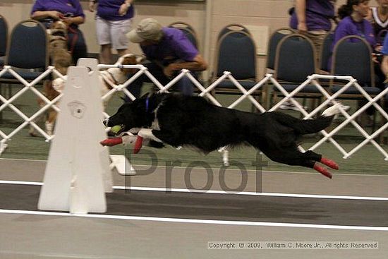 Dawg Derby Flyball Tournement<br />July 11, 2009<br />Classic Center<br />Athens, Ga