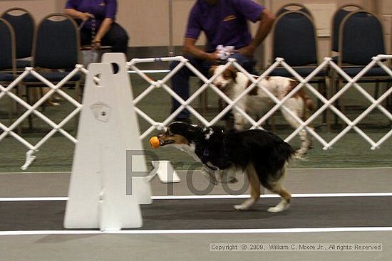 Dawg Derby Flyball Tournement<br />July 11, 2009<br />Classic Center<br />Athens, Ga