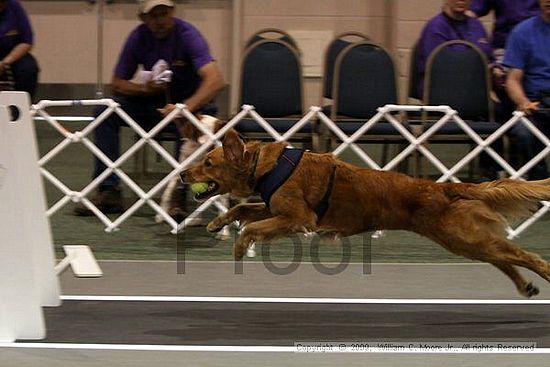 Dawg Derby Flyball Tournement<br />July 11, 2009<br />Classic Center<br />Athens, Ga