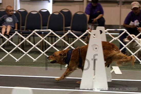 Dawg Derby Flyball Tournement<br />July 11, 2009<br />Classic Center<br />Athens, Ga