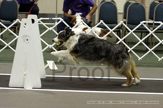 Dawg Derby Flyball Tournement<br />July 11, 2009<br />Classic Center<br />Athens, Ga