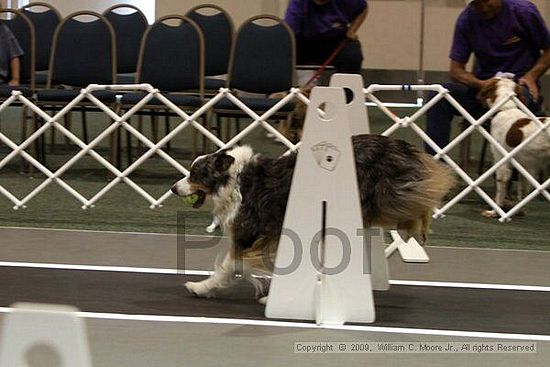 Dawg Derby Flyball Tournement<br />July 11, 2009<br />Classic Center<br />Athens, Ga