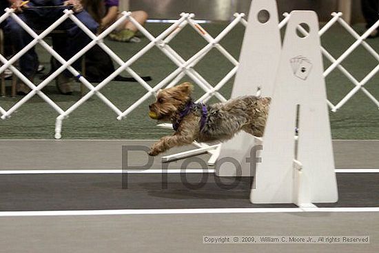 Dawg Derby Flyball Tournement<br />July 11, 2009<br />Classic Center<br />Athens, Ga