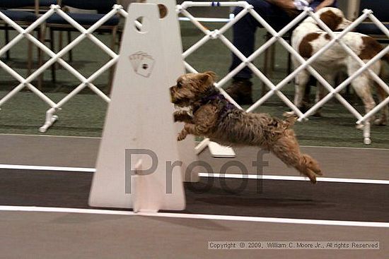 Dawg Derby Flyball Tournement<br />July 11, 2009<br />Classic Center<br />Athens, Ga