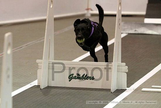 Dawg Derby Flyball Tournement<br />July 11, 2009<br />Classic Center<br />Athens, Ga