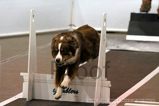 Dawg Derby Flyball Tournement<br />July 11, 2009<br />Classic Center<br />Athens, Ga