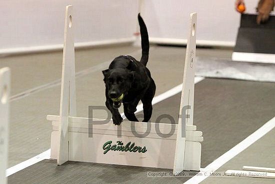 Dawg Derby Flyball Tournement<br />July 11, 2009<br />Classic Center<br />Athens, Ga