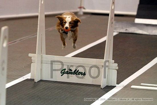 Dawg Derby Flyball Tournement<br />July 11, 2009<br />Classic Center<br />Athens, Ga