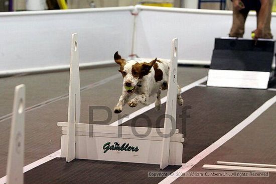 Dawg Derby Flyball Tournement<br />July 11, 2009<br />Classic Center<br />Athens, Ga