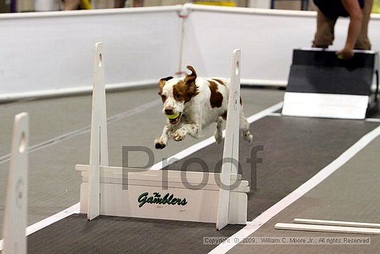 Dawg Derby Flyball Tournement<br />July 11, 2009<br />Classic Center<br />Athens, Ga