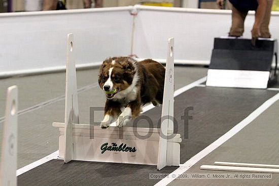 Dawg Derby Flyball Tournement<br />July 11, 2009<br />Classic Center<br />Athens, Ga