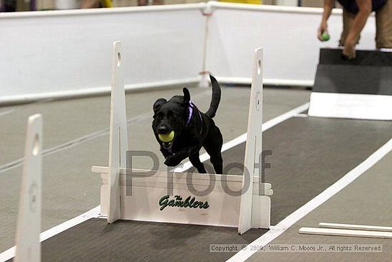 Dawg Derby Flyball Tournement<br />July 11, 2009<br />Classic Center<br />Athens, Ga