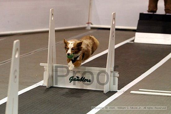 Dawg Derby Flyball Tournement<br />July 11, 2009<br />Classic Center<br />Athens, Ga