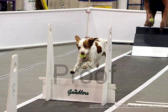 Dawg Derby Flyball Tournement<br />July 11, 2009<br />Classic Center<br />Athens, Ga