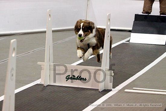 Dawg Derby Flyball Tournement<br />July 11, 2009<br />Classic Center<br />Athens, Ga