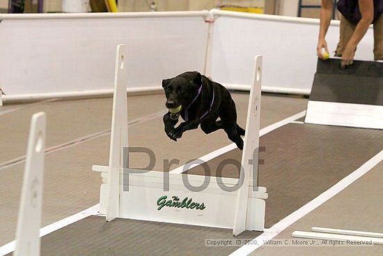 Dawg Derby Flyball Tournement<br />July 11, 2009<br />Classic Center<br />Athens, Ga